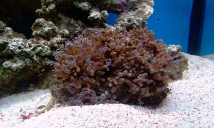 coral.webp