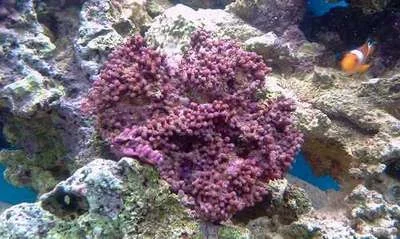 Green Star Polyp.webp
