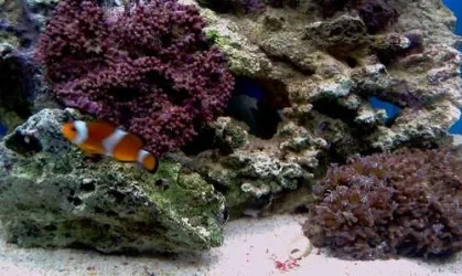 New Corals.webp
