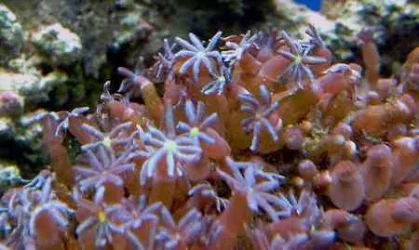 coral 2.webp