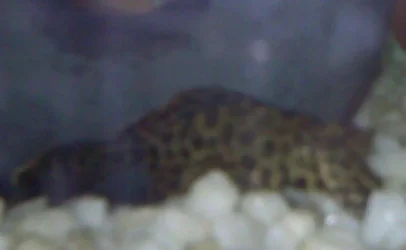 plec.webp