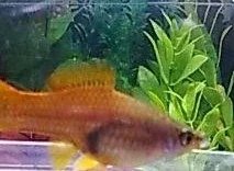 fish.webp