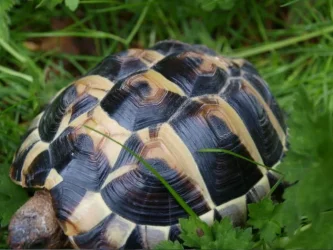 herbie1.webp