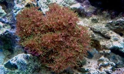 Green Star Polyp 1600x1200.webp