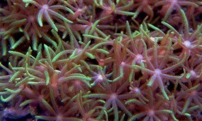 Green Star Polyp Close Up 1600x1200.webp