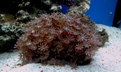 UID Coral 1600x1200.webp