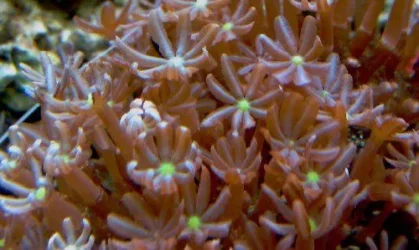 Other Coral Close Up 1600x1200.webp