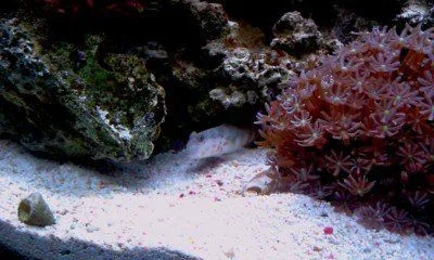 Pink Spotted Goby 1600x1200.webp