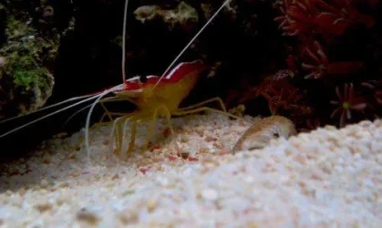 Shrimp 1600x1200.webp