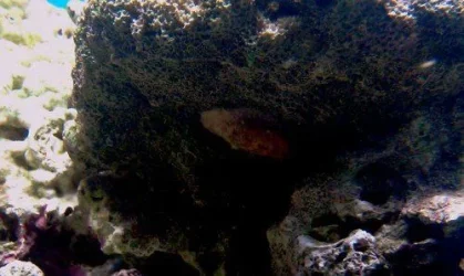 Stomella 1600x1200.webp