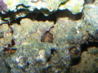 crab web.webp