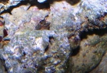 crab web 2.webp