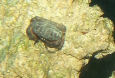 sebastian 2.webp