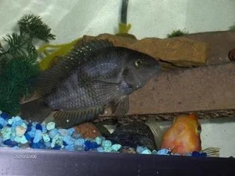 Fish 2010 0012.webp Fish 2010 0012.webp
