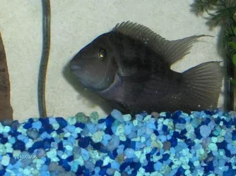 Fish 2010 0010.webp Fish 2010 0010.webp