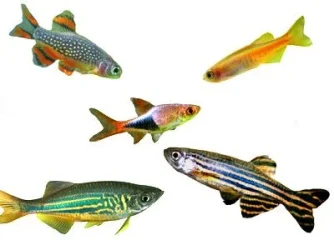 daniorasboras.webp