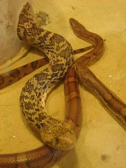snakes.webp