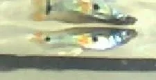 endler-male pic2.webp endler-male pic2.webp
