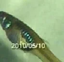 endler-female pic1.webp endler-female pic1.webp