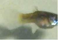 endler-female pic2.webp endler-female pic2.webp