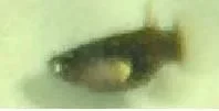 endler-female pic3.webp endler-female pic3.webp