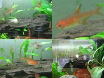 Ember Tetras.webp