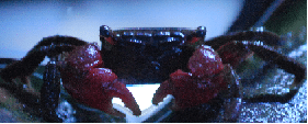 crab.png
