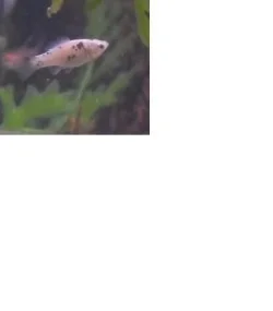 my little fish.webp my little fish.webp