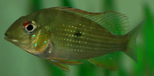 threadfin pics.webp
