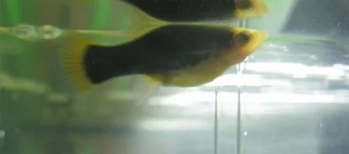 pregnantplaty.webp pregnantplaty.webp