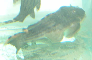 L191.webp