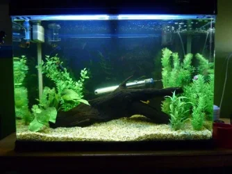 Liams Tank.webp