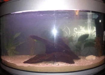 New Tank 3.webp New Tank 3.webp