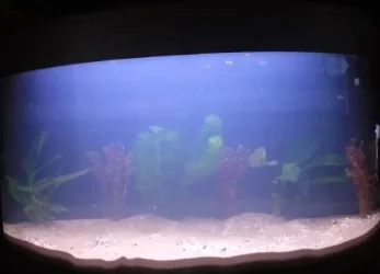 New Tank 2.webp New Tank 2.webp