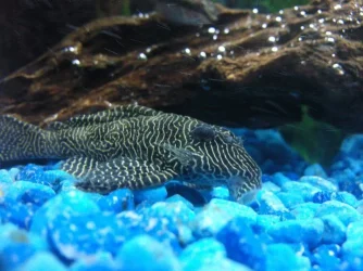 Plec.webp Plec.webp