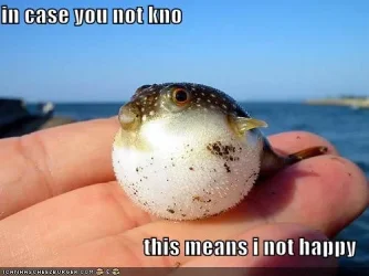 funny-pictures-unhappy-puffer-fish.webp