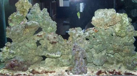 tank week 7.webp