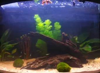 Tank 14.6.10.webp