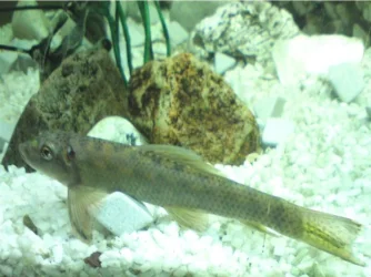 Pleco.webp