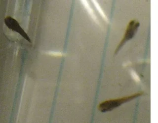 fry3.webp