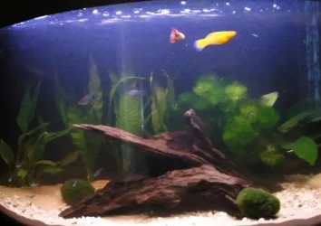 New Tank 4.webp