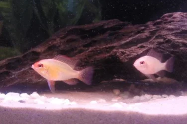Gold Rams.webp
