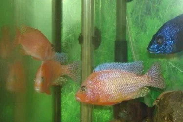 2 male 1 female.......webp