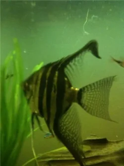 fish1.webp