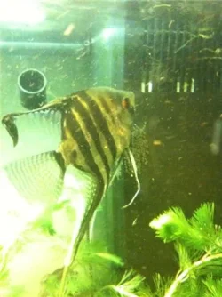 fish2.webp