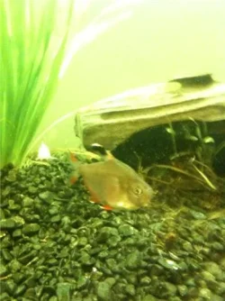 fish3.webp
