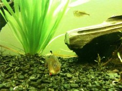fish7.jpg