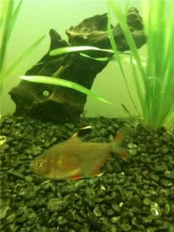 fish5.webp