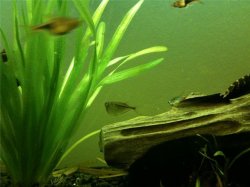 fish6.jpg