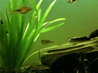 fish6.webp fish6.webp